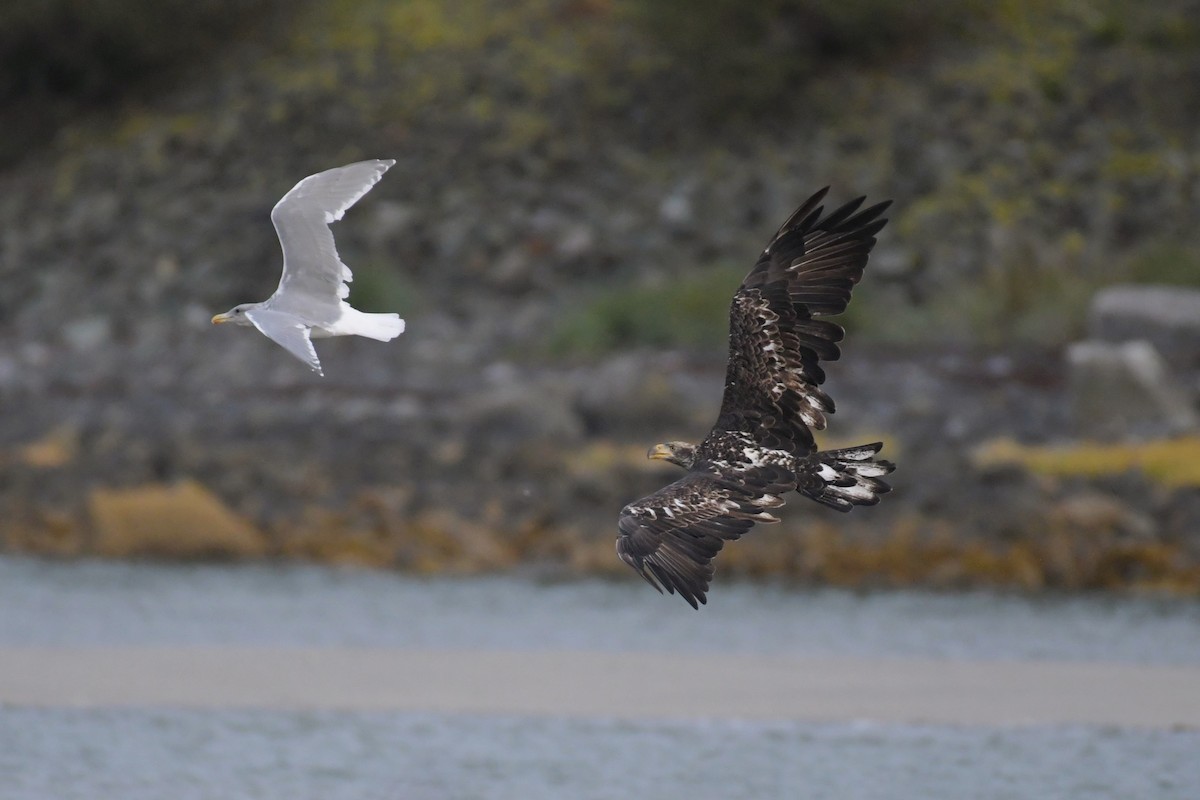 Bald Eagle - ML624545299