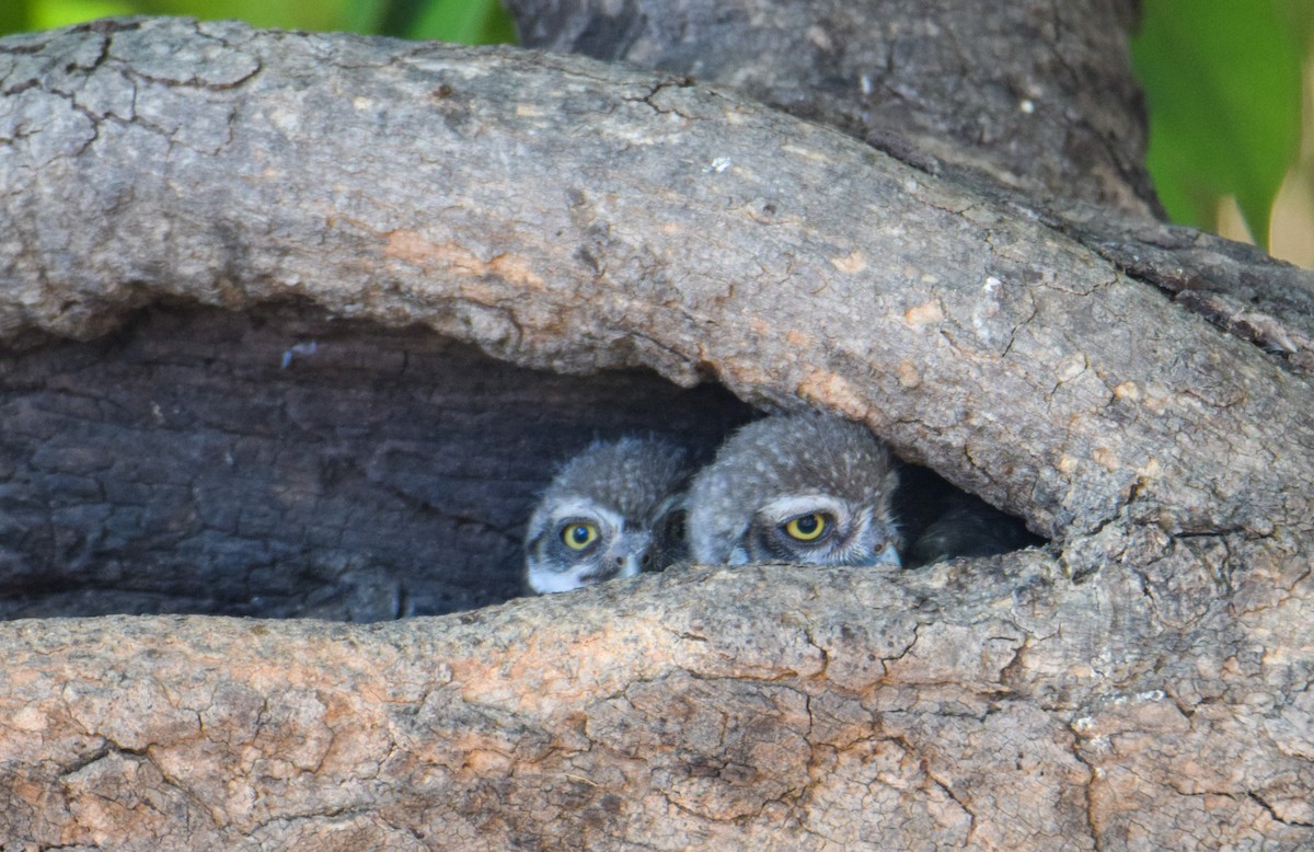 Spotted Owlet - ML624545304