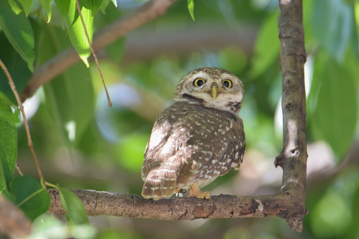 Spotted Owlet - ML624545305