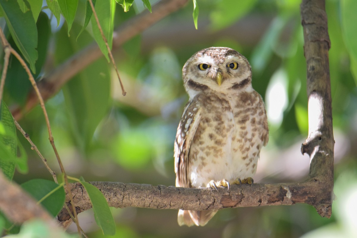 Spotted Owlet - ML624545306