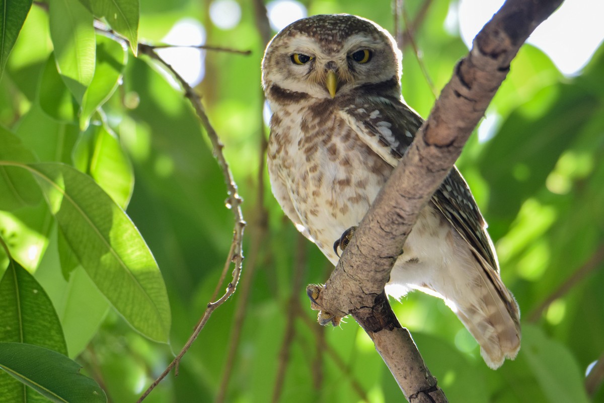 Spotted Owlet - ML624545307