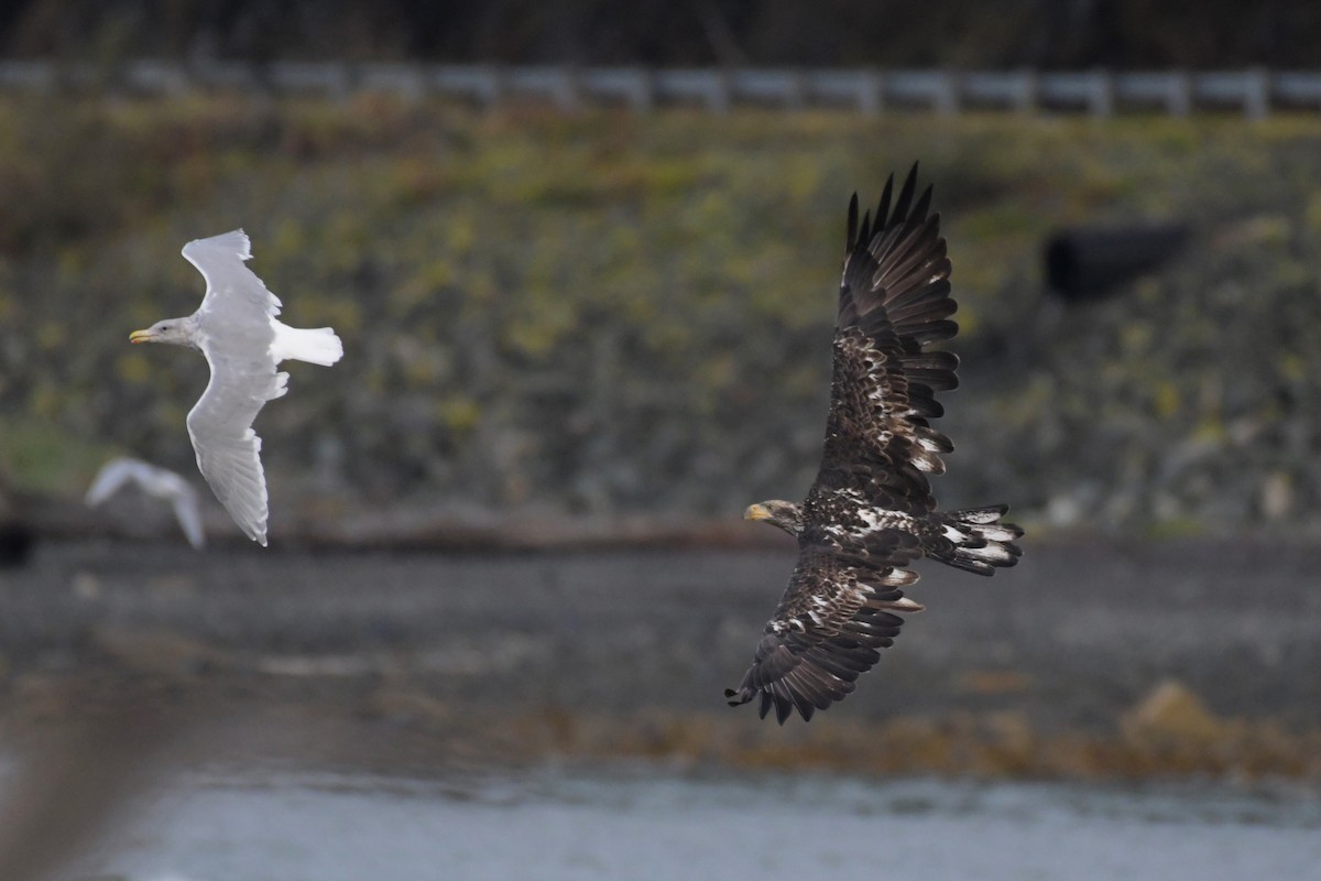 Bald Eagle - ML624545315