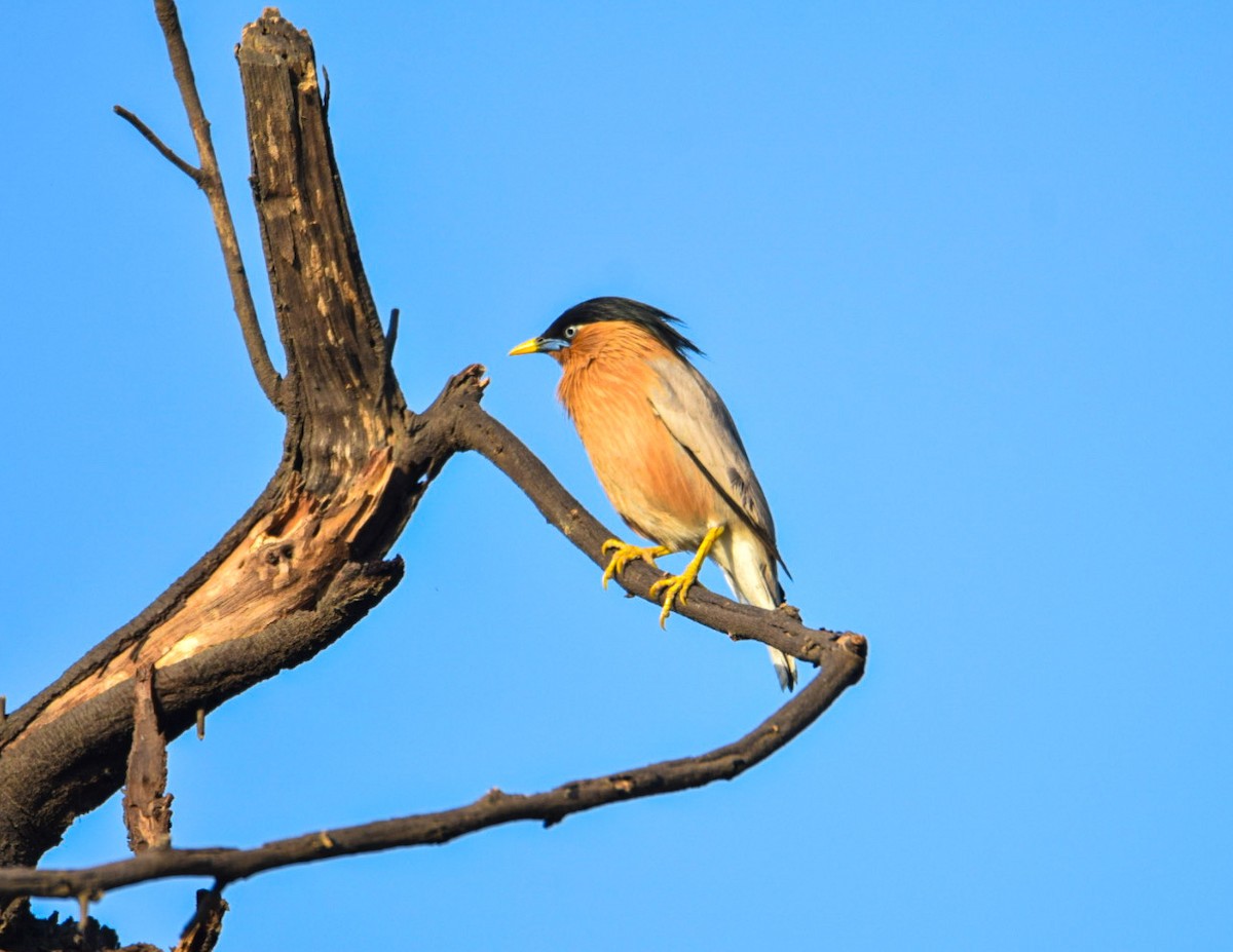 Brahminy Starling - ML624545327