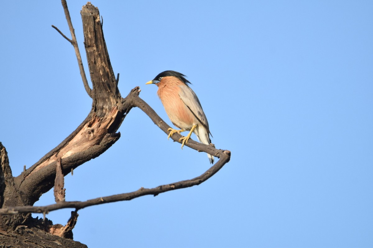 Brahminy Starling - ML624545328