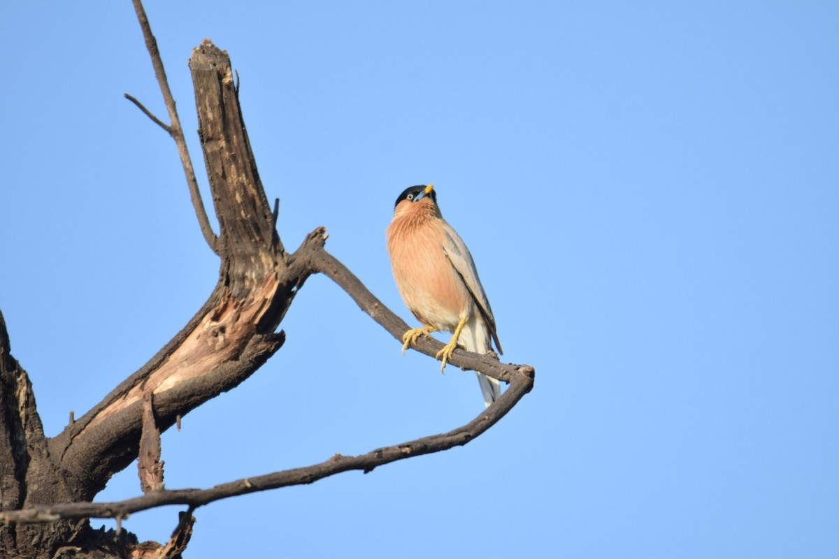 Brahminy Starling - ML624545329