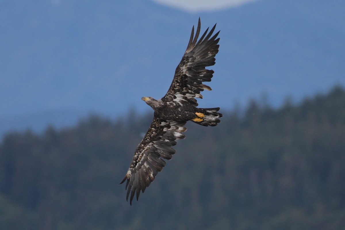 Bald Eagle - ML624545331