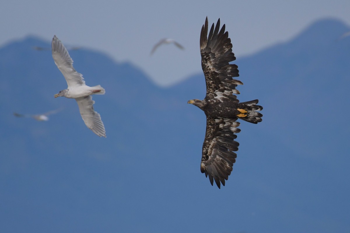 Bald Eagle - ML624545337