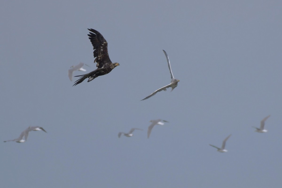 Bald Eagle - ML624545342