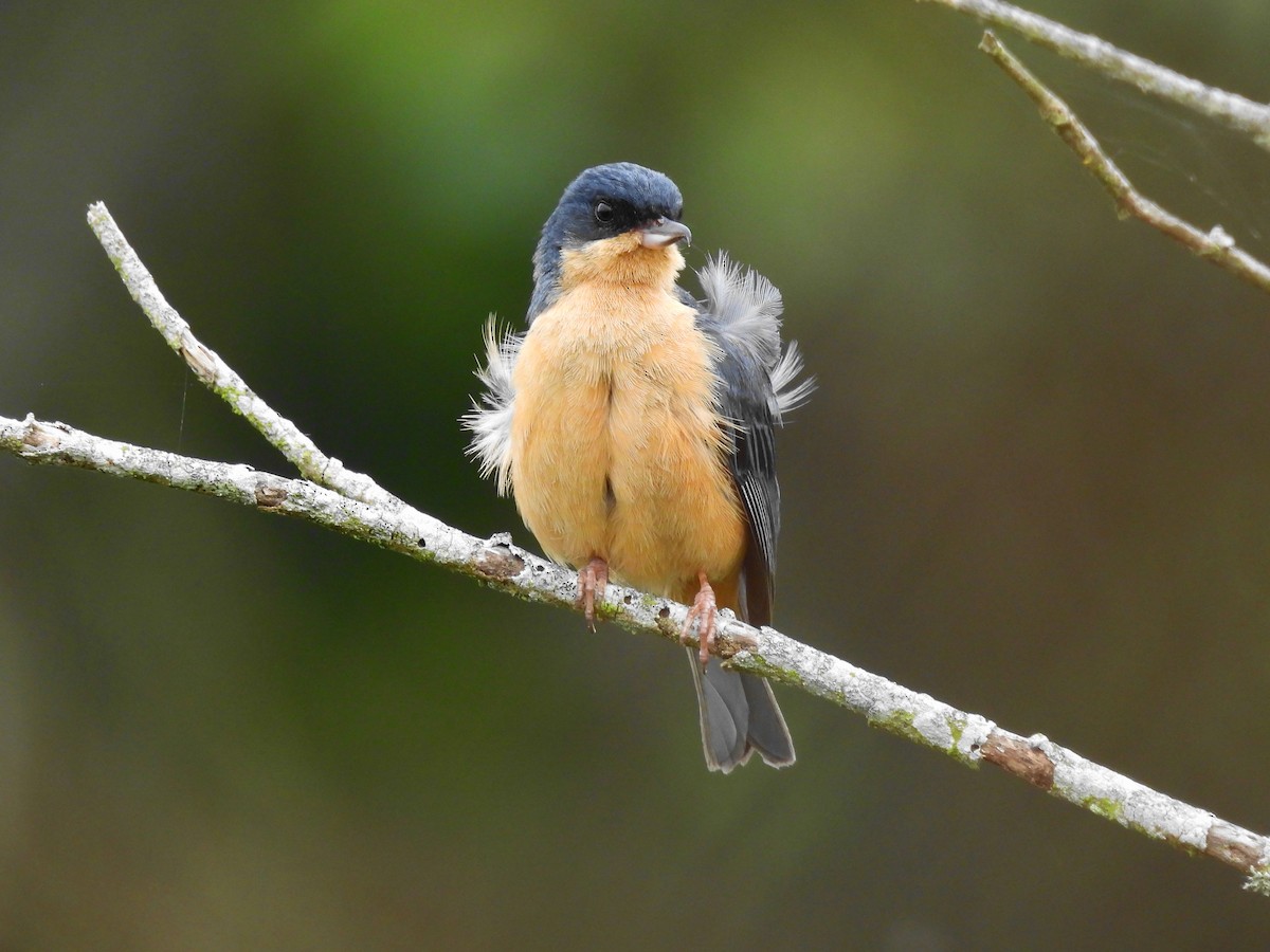 Rusty Flowerpiercer - ML624545354