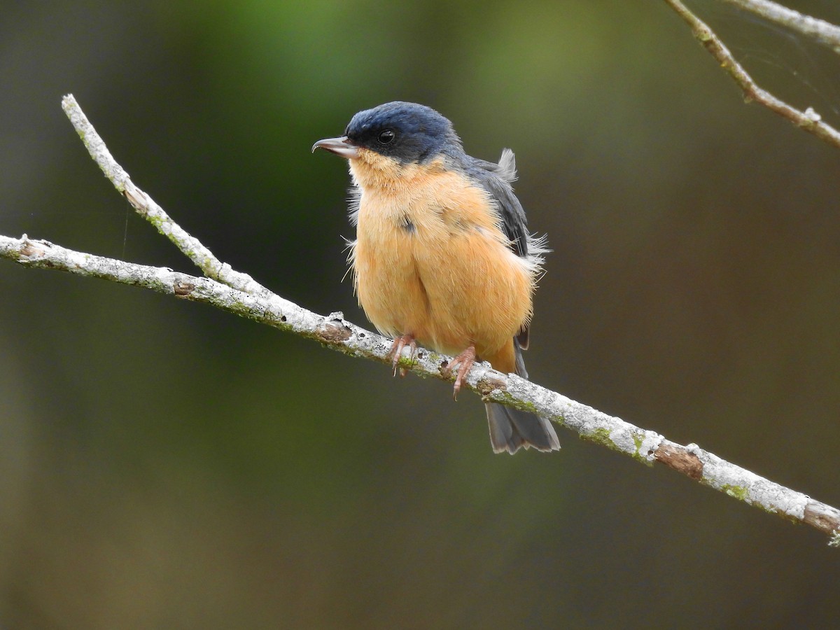 Rusty Flowerpiercer - ML624545364