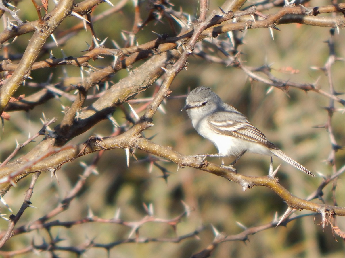 White-crested Tyrannulet (White-bellied) - ML624545375