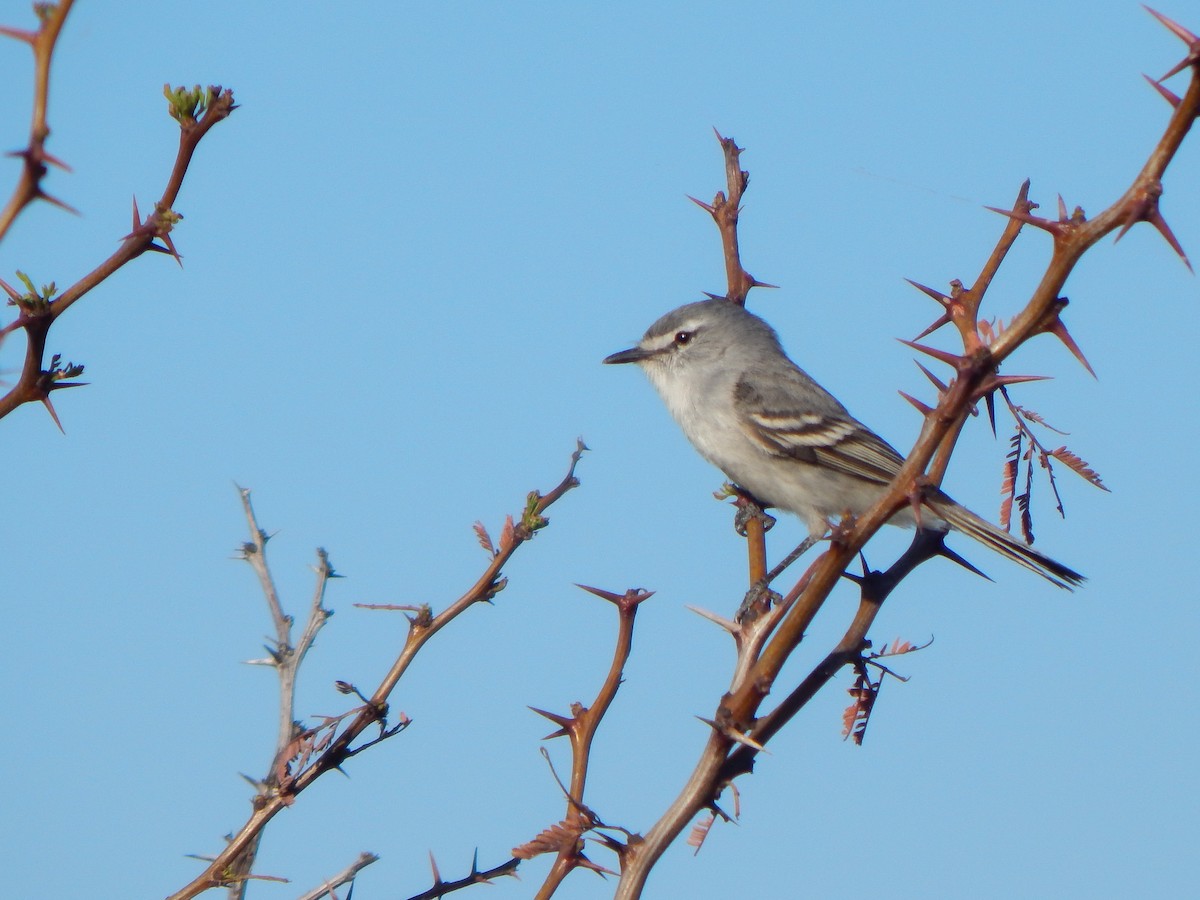 White-crested Tyrannulet (White-bellied) - ML624545376