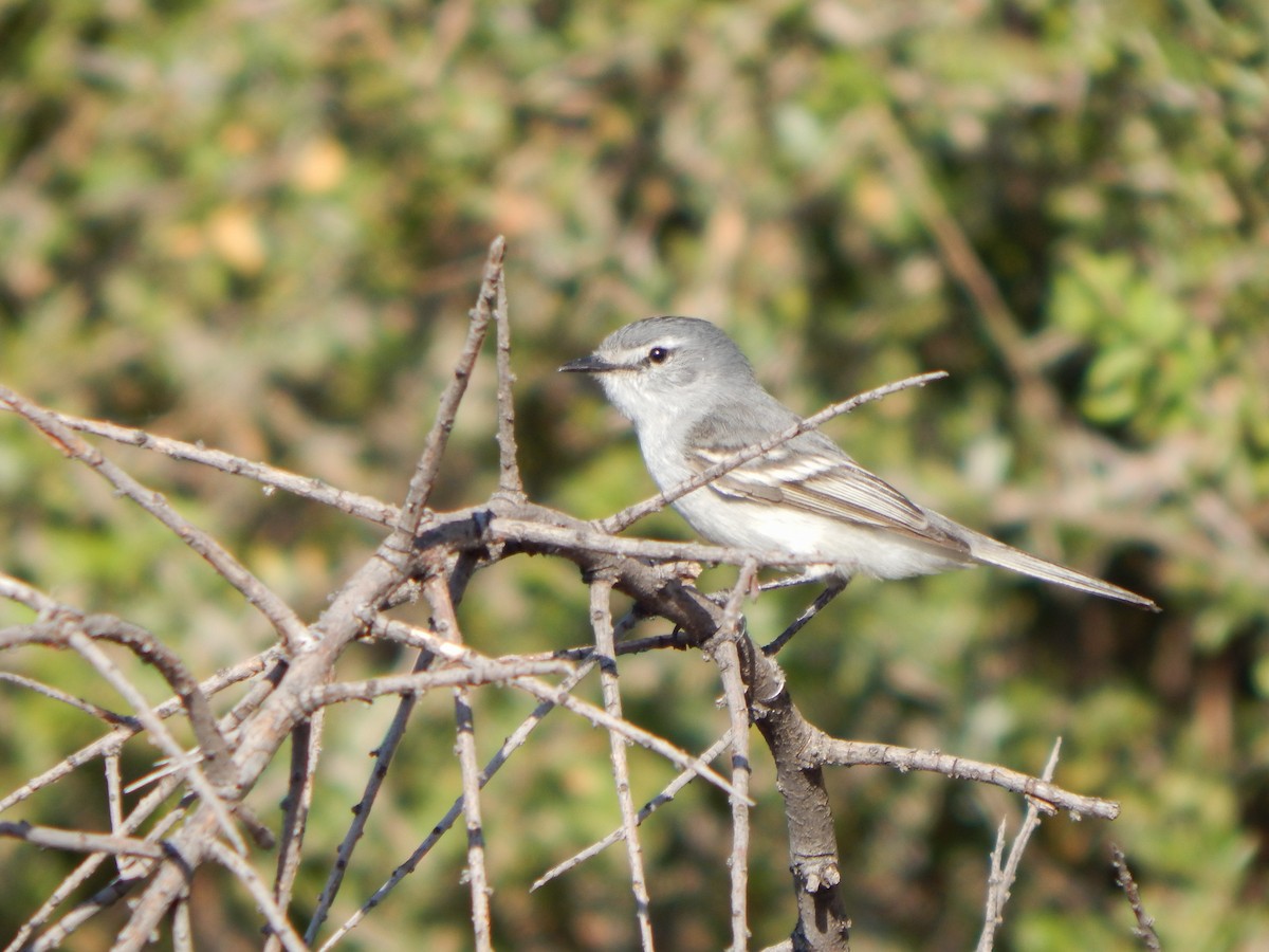 White-crested Tyrannulet (White-bellied) - Bautista Cerminato