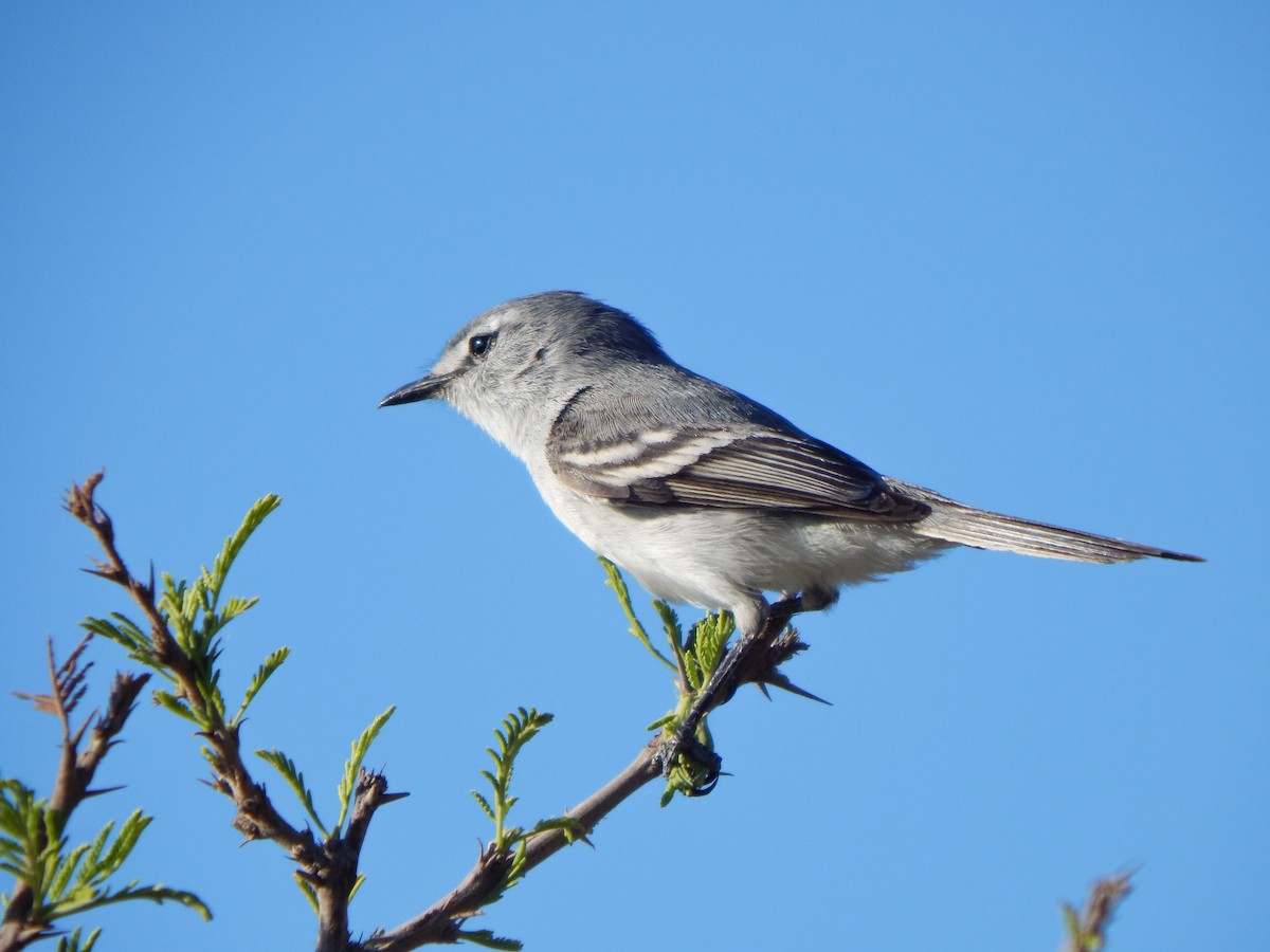 White-crested Tyrannulet (White-bellied) - ML624545379