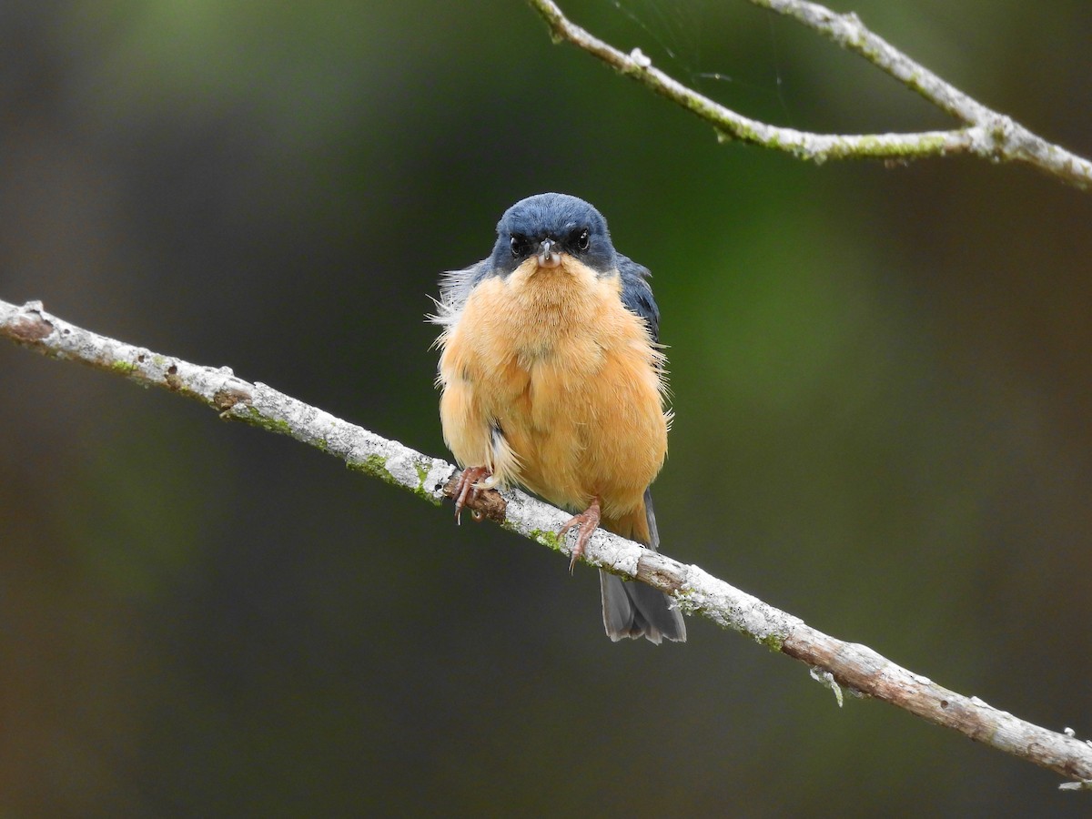 Rusty Flowerpiercer - ML624545384