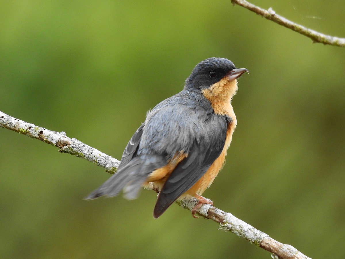 Rusty Flowerpiercer - ML624545399