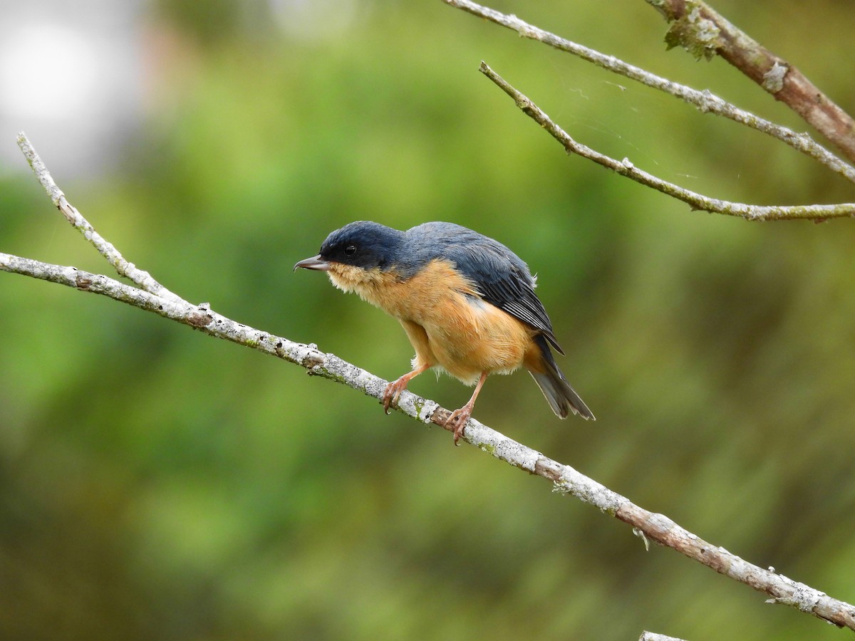 Rusty Flowerpiercer - ML624545412