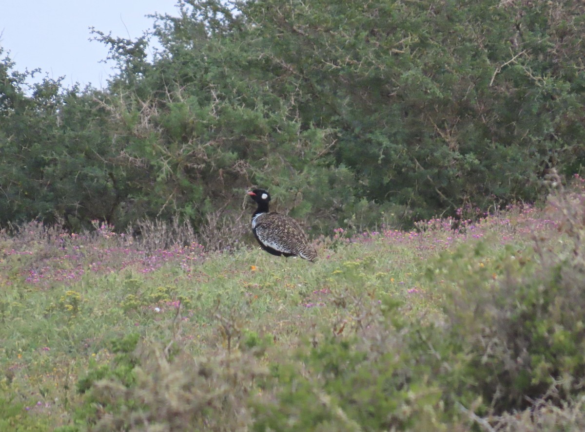 Black Bustard - ML624545444