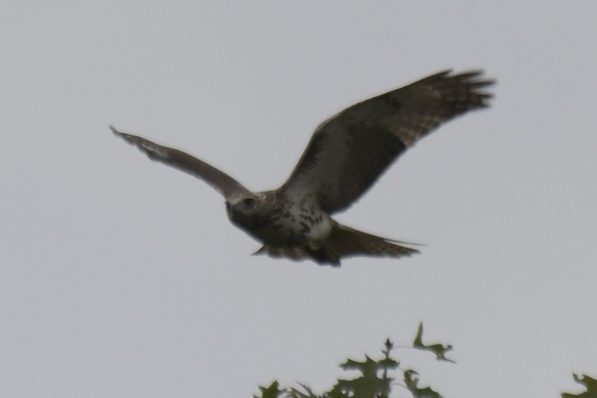 Red-tailed Hawk - ML624545485