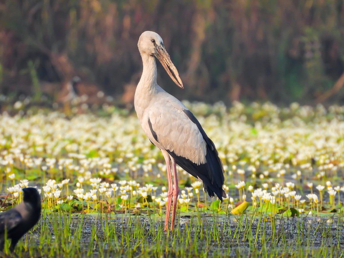 Asian Openbill - ML624545492