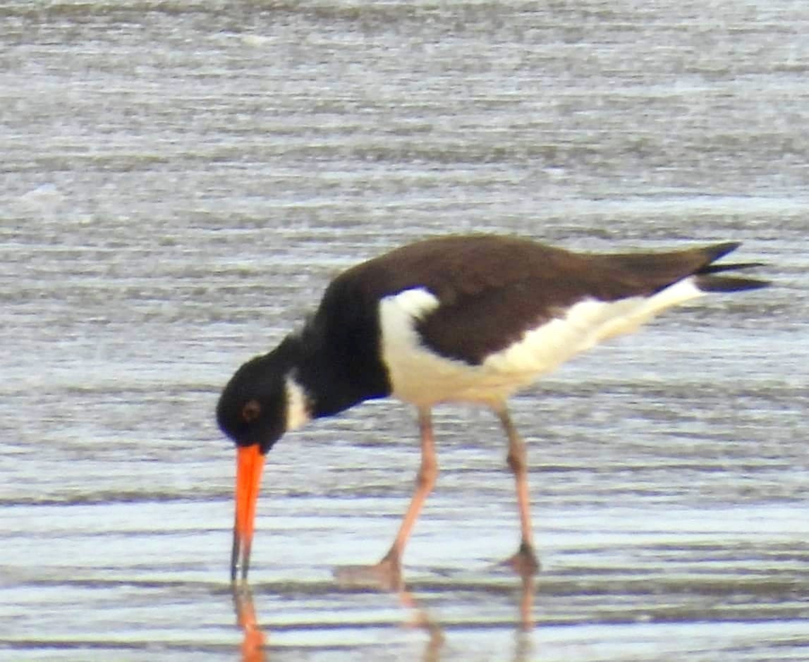 Eurasian Oystercatcher - ML624545506