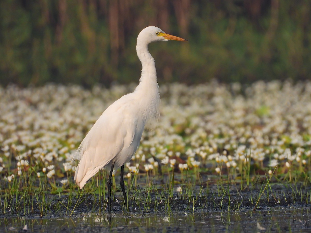 Medium Egret - ML624545510