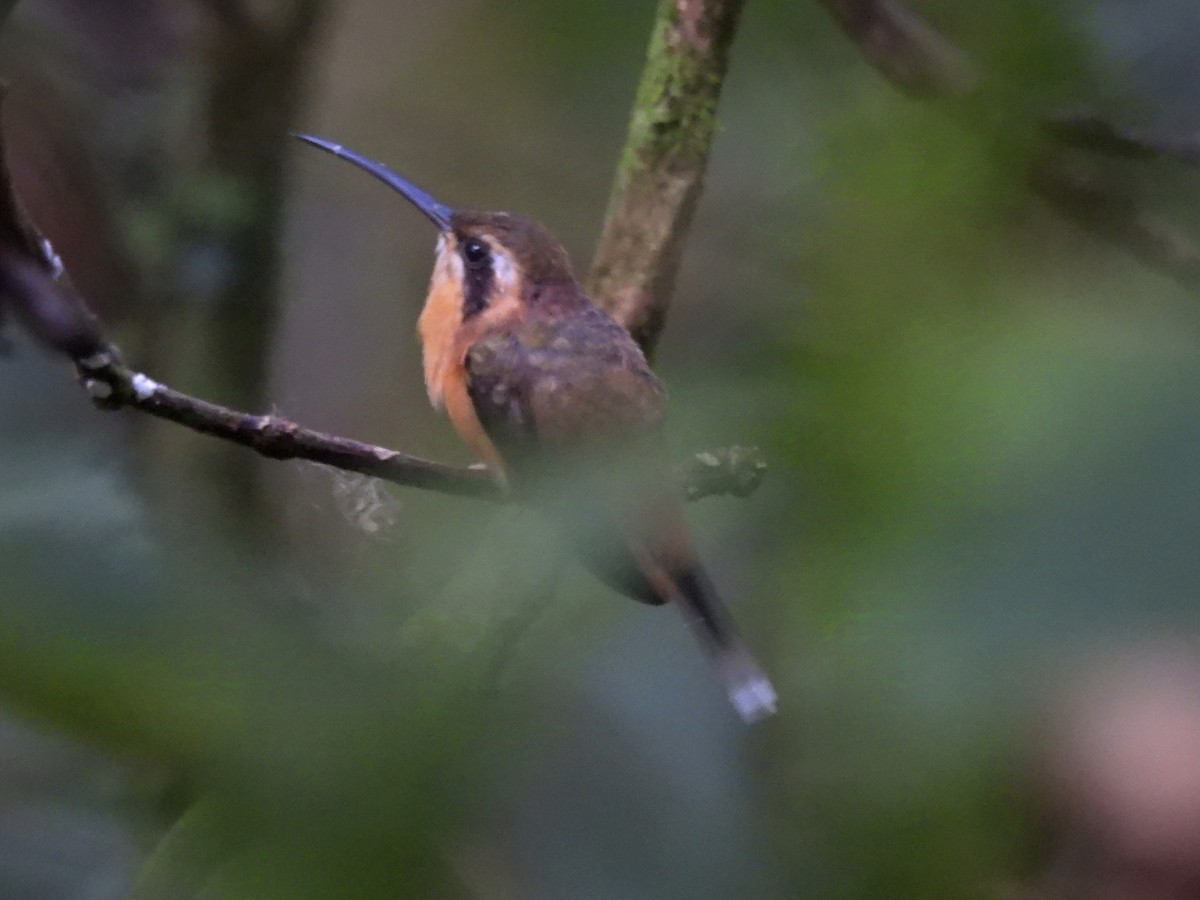 Gray-chinned Hermit - ML624545574