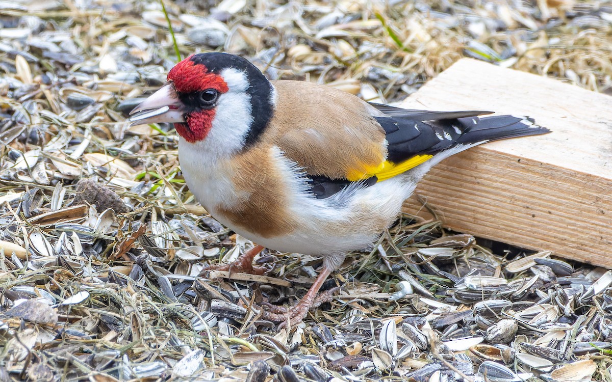 Chardonneret élégant - ML624545722