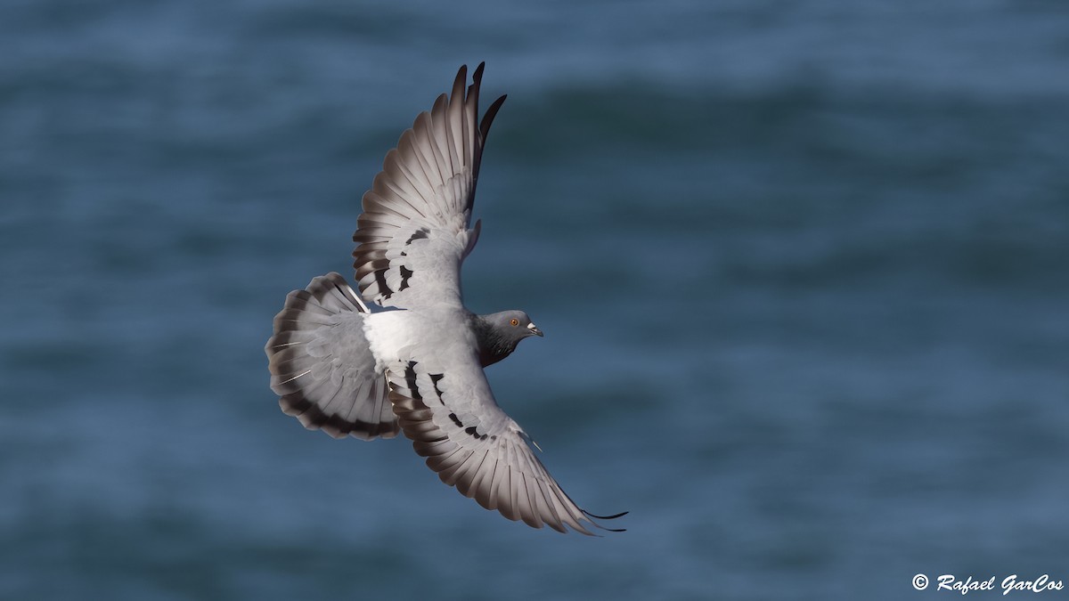 Rock Pigeon (Feral Pigeon) - ML624545772