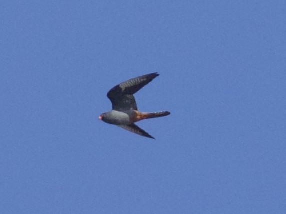 Red-footed Falcon - ML624545817