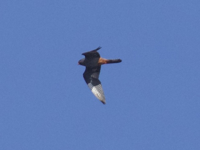 Red-footed Falcon - ML624545818