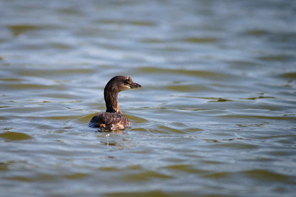 Pied-billed Grebe - ML624545831