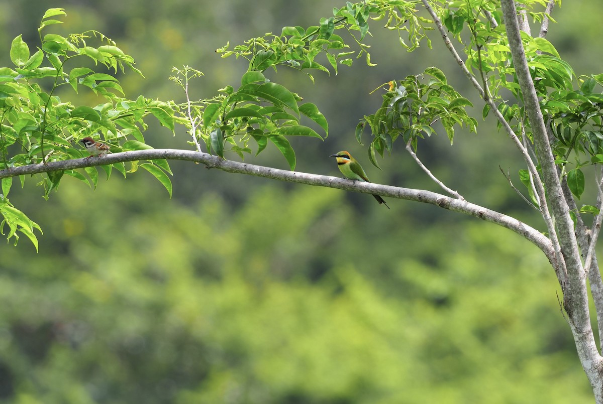 Rainbow Bee-eater - ML624545845