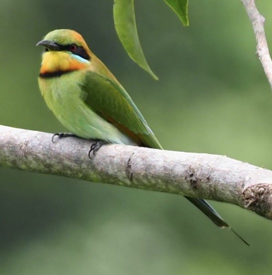 Rainbow Bee-eater - ML624545858