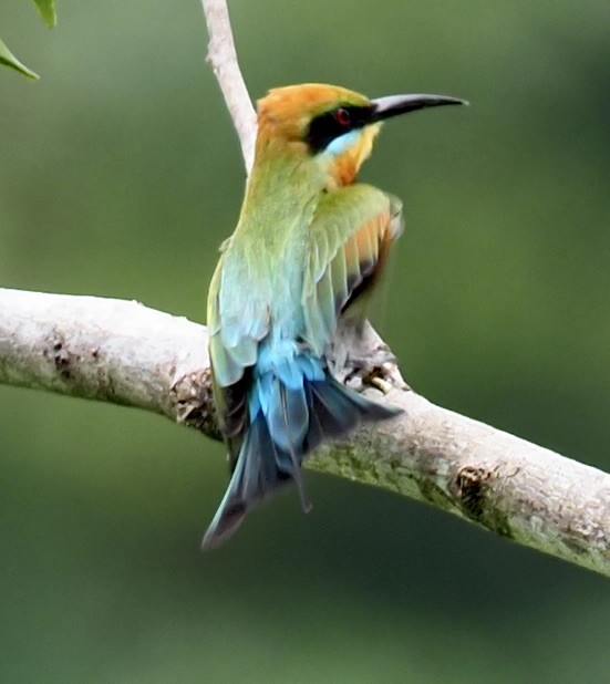 Rainbow Bee-eater - ML624545859