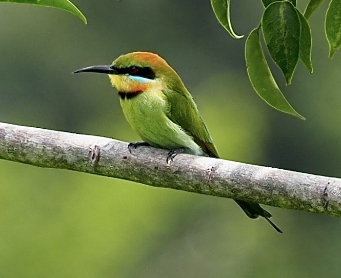 Rainbow Bee-eater - ML624545860