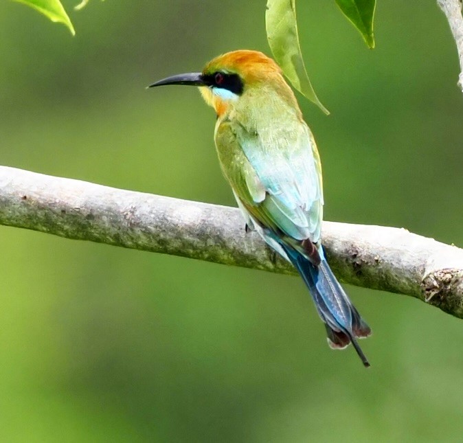 Rainbow Bee-eater - 芳色 林