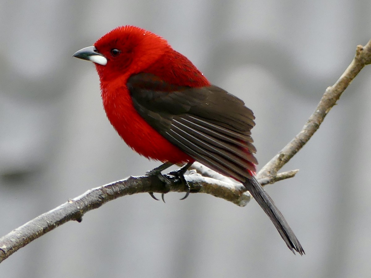 Brazilian Tanager - ML624545866