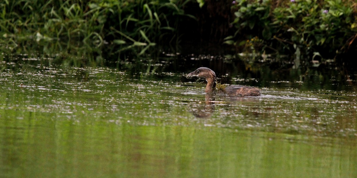 Pied-billed Grebe - ML624545871