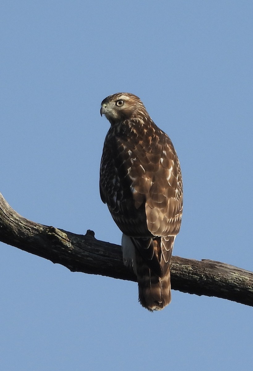 Red-tailed Hawk - ML624545878