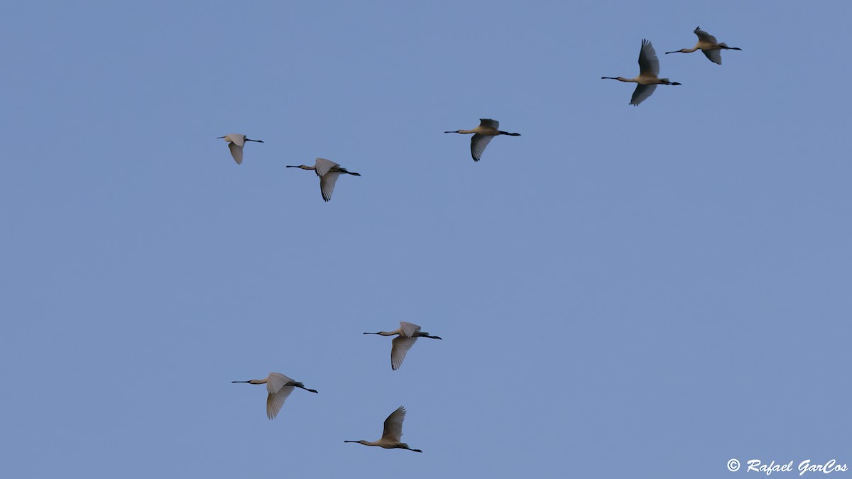 Eurasian Spoonbill - Rafael García