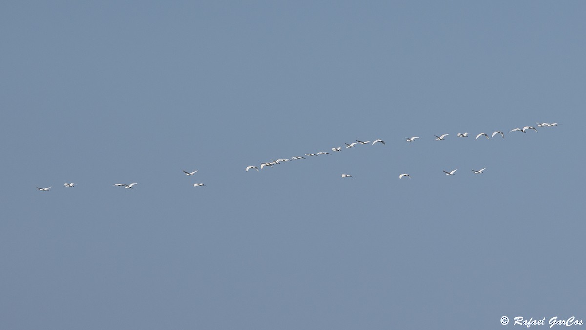 Eurasian Spoonbill - Rafael García