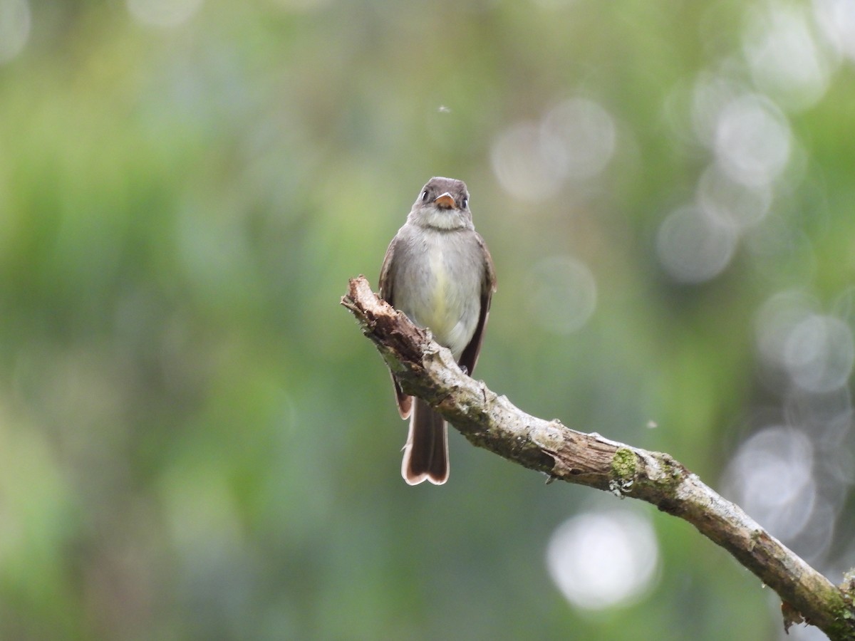 Eastern Wood-Pewee - Bernardo José Jiménez Mejía