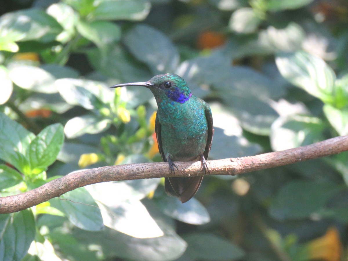 Lesser Violetear - ML624545892