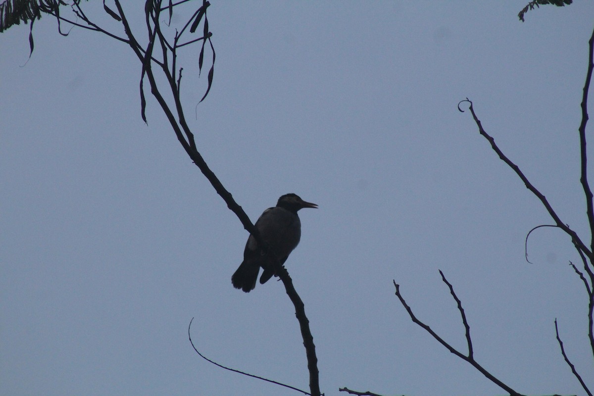 Indian Pied Starling - ML624545900