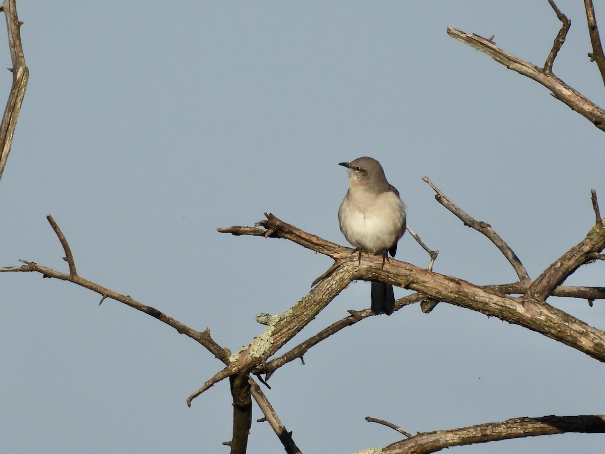 Northern Mockingbird - ML624545906