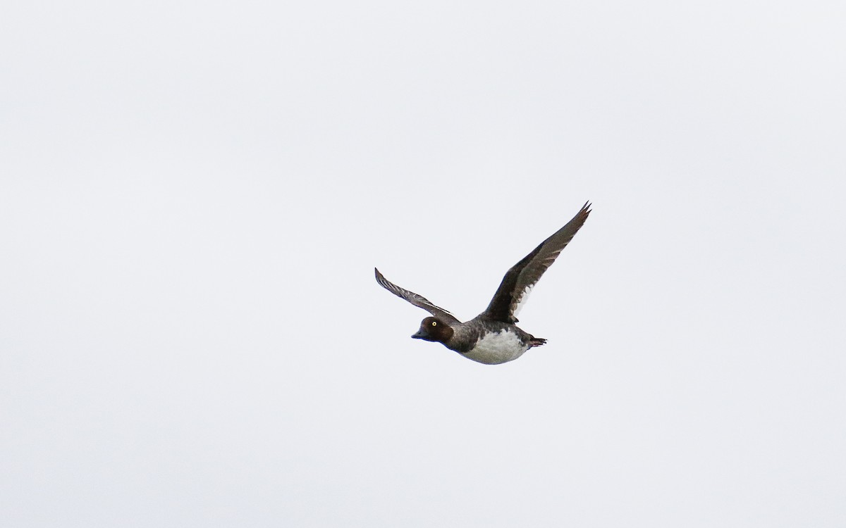 Common Goldeneye - Uku Paal