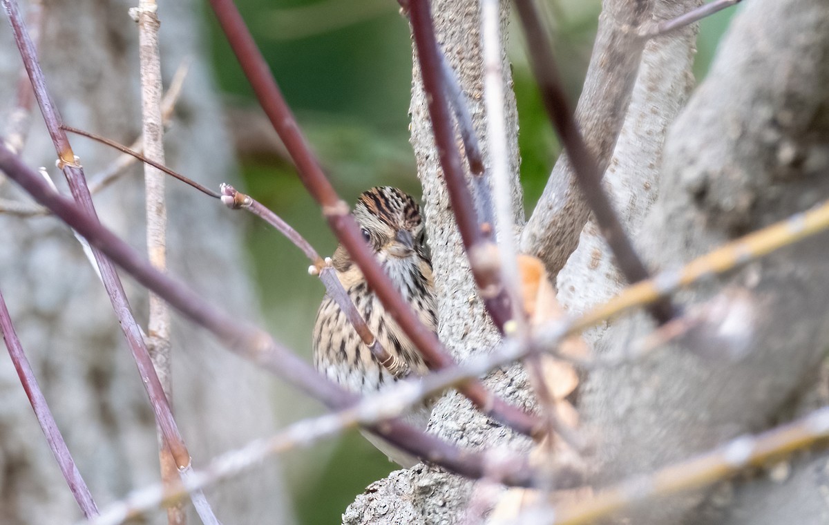 Lincoln's Sparrow - P Carl