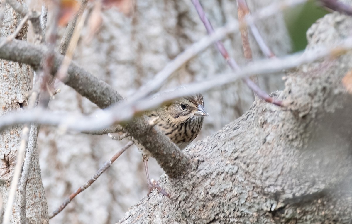 Lincoln's Sparrow - ML624545927