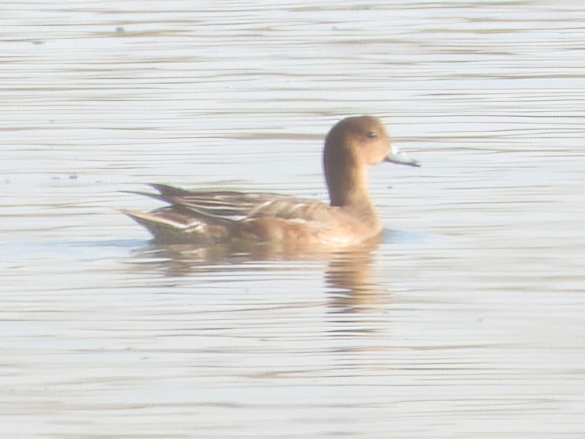 Eurasian Wigeon - ML624545929